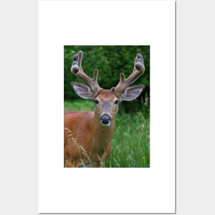 Big Antler Buck - White-tailed deer Posters and Art